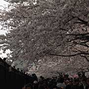 墨田公園桜